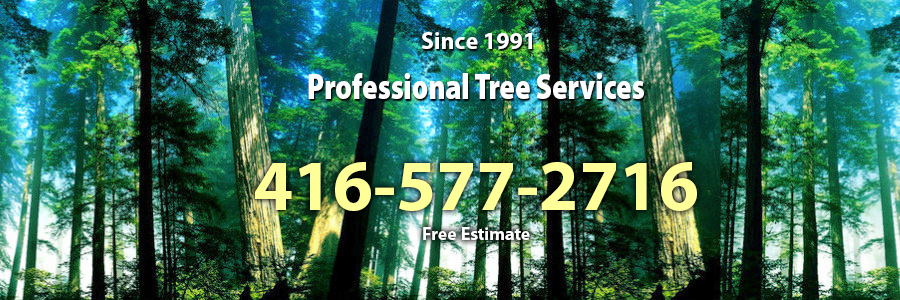 Professional Tree Services - North York, Toronto, GTA