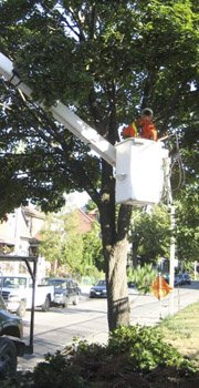 Professional Tree Services at Downtown Toronto